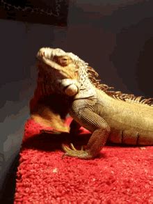poze iguana discord